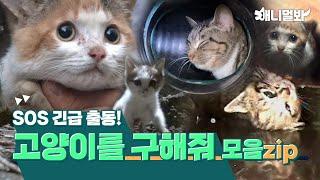 [고양이를 구해줘 모음집] 특명! 위험에 빠진 고양이 구조 작전ㅣ[Save the Cat Compilation] Mission! Rescuing the cats in danger