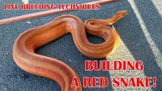 BREEDING FOR THE REDDIST BOAS!