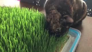 Cat eating grass ASMR