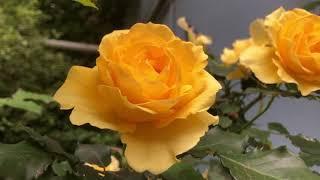 Gold Bunny Rose - A Long Flowering Climbing Rose with light fragrance.