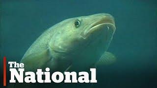 Newfoundland cod fishery: Lessons not learned?
