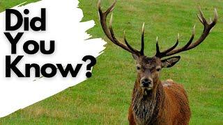 Things you need to know about RED DEER