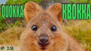 Подборка видео. выпуск 12. КВОККА. Compilation funny videos with Quokka №12