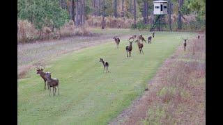 Tall Pines Preserve: 312.32 +/- Acre TURNKEY High Fenced Trophy Hunting Preserve In Smoaks, SC!