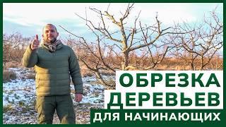 Правильная Обрезка Деревьев ️ Самое простое и понятное видео об обрезке с примерами