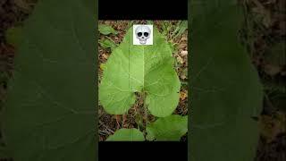 Úprava toaletního papíru #toalet  #upravit  #vtipné  #viralsshort  #nejlepší  #sigmaedit #shorts
