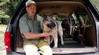 Vehicle Pup Training for Norwegian Elkhounds