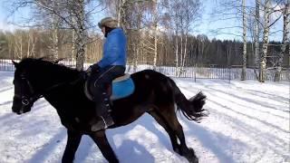 Конь бьет задом, что такое козел, что делать, если лошадь козлит / Дивные Кони