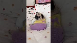 Ready for chonk PUGTATO summer season ️ #pug #dog #chonky #funny