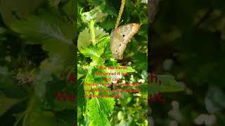 Beautiful butterfly shows off for the camera #quran #butterfly #beautiful #ilovemyreligion