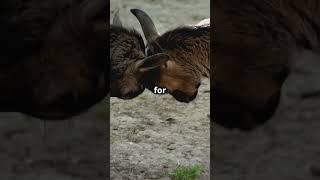 Animal tantrums! #love #facts #subscribe #animals #petsrule #facts #animallife #dog #dogs #pets