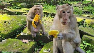 Oh wow! so great! monkey Rex with his father Mak eat mango to each other 