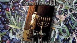 Temple Talk Radio: PURE OLIVE OIL FOR THE TEMPLE MENORAH!