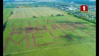 Прывітанне з Беларусі ў маштабе цэлага поля