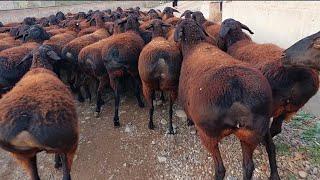 Hissar sheep for sale | Satılık Hissar koyunu | Gissar-Schafe zu verkaufen