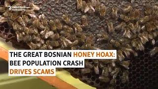 The Great Bosnian Honey Hoax: Bee Population Crash Drives Production Scams