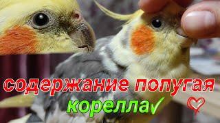 Уход и содержание попугая корелла!Какая должна быть клетка у корелл и средних пород попугаев???