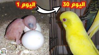 Growth stages baby budgie from hatching to weaning from day 1 to 30 days