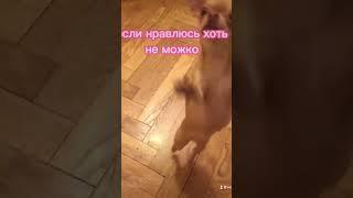 I am Russian#trend#video#oldvide