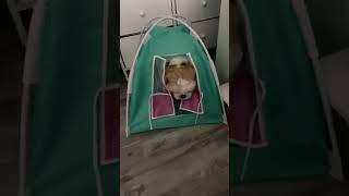 #campingdog #shihtzu #dog #youtubeshorts #pets #shihtzudog #cutedog #dogshorts #pets #cute