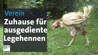 Verein "Rettet das Huhn": Von der Legebatterie in den heimischen Garten | Abendschau | BR24