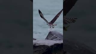 Osprey Rising with Menhaden Fish     #wildlife #birds #ospreys #nature #birdofprey