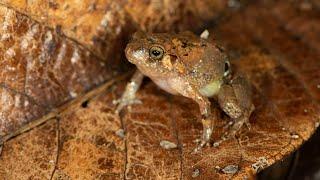 Teeny new diamond frog species discovered