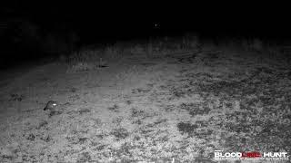 Bloodline Hunt - Live Food Plot