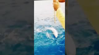 King Mackerel 4 Hooked-up #catch #hugefish #fishing #satisfying #animals #amazing