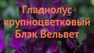 Гладиолус крупноцветковый Блэк Вельвет  обзор: как сажать, луковицы гладиолуса Блэк Вельвет