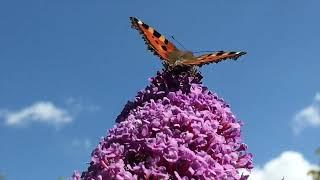 DAS LEBEN IN BUDDLEJA