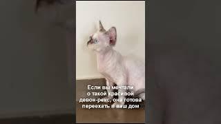 Devon Rex blue-eyed color-point female