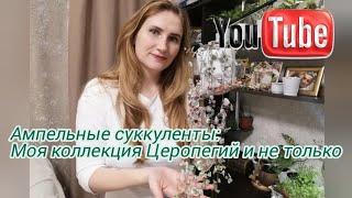 Ампельные СУККУЛЕНТЫ для интерьера. Моя коллекция Церопегий, Крестовников и не только...