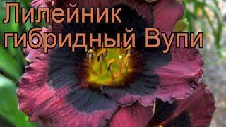 Лилейник гибридный Вупи (hemerocallis)  лилейник Вупи обзор: как сажать рассада лилейника Вупи