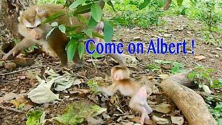 Awesome Funny Reaction Mama Ally Encourage To Training Baby Albert Walking So Fast Follow Her