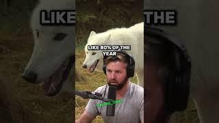 Massive White Wolves of Newfoundland: The Ultimate Predators | Forrest Galante & Joe Rogan #jre