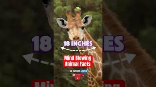 Mind Blowing Animal facts #animalfacts #facts #factsdaily #animalknowledge