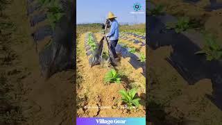 Plant Blanket REMOVAL!  Is This Satisfying or Just Muddy Fun?! #farminglife #plasticwrap