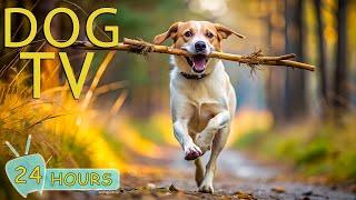 DOG TV for Dogs to Watch: Deeply Relaxing Video for Stress & Anxiety Relief for Dogs - Music for Dog