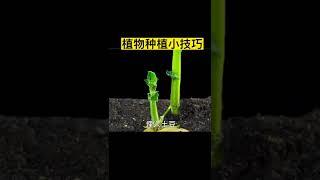 植物种植小技巧#分享生活小技巧 #生活小妙招 #生活窍门 #实用生活小技巧 #实用生活小妙招