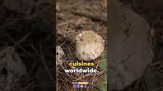 Mushrooms Fungi || Friend or Feo || Mushrooms and Kitchen || MICROBIOLOGIST