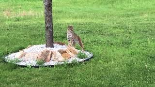 Is that a Bobcat in my yard?