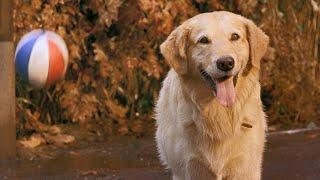 Air Bud (1997) ORIGINAL TRAILER [HD]