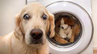 The Ultimate Funniest Golden Retriever  Funny Dog Videos 2024