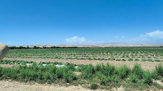 Kolkhozabad Toshrobod 15 melon fields #dehqonchilik