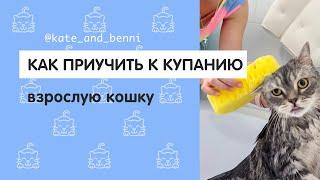 Как приучить к купанию взрослую кошку?