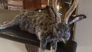 BEGGINERS TAXIDERMY-I MADE A SOFT MOUNT JACKALOPE