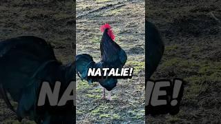 Natalie!, Oooh Natalie!, Naataaliiee! #natalie #chickens #hens #roosters #backyardchickens #laugh