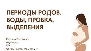 ПЕРИОДЫ РОДОВ. ВОДЫ, ПРОБКА, ВЫДЕЛЕНИЯ