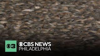 NJDEP says poor water quality is to blame for massive fish kill in Little Egg Harbor